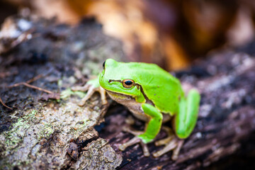 Close view of a green tree frog sitting on a tree branch in a natural outdoor setting.