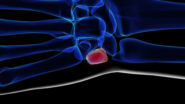 Human skeleton triquetral bone anatomy 3D rendering