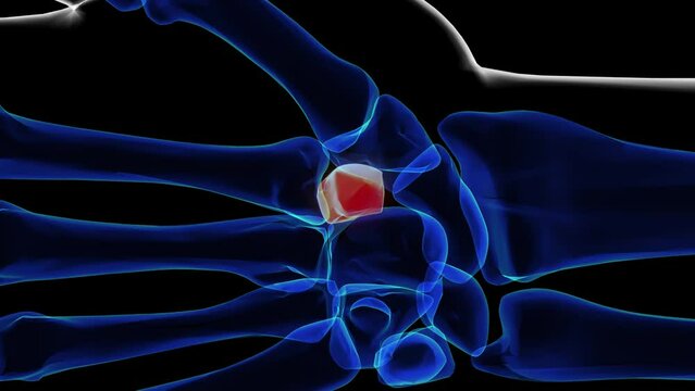 Human skeleton trapezoid bone anatomy 3D rendering