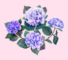 Watercolor hydrangea flowers bouquet, blossom and leaves illustration isolated on pink background botanical greeting card in violet, blue color
