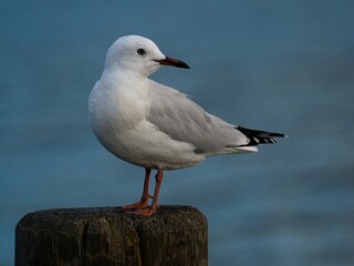 Detailed closeup of red-billed gull marine animal sitting on wooden post in Cromwell New Zealand with blurred background