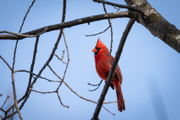 red cardinal on a branch