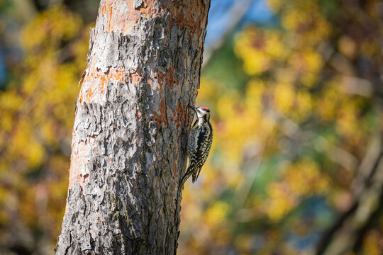 Yellow-bellied sapsucker