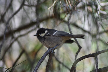 Coal tit bird (Periparus ater 