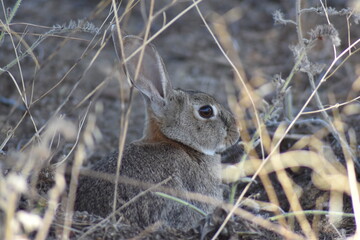 Nice wild rabbit profile close-up