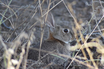 Nice wild rabbit profile close-up