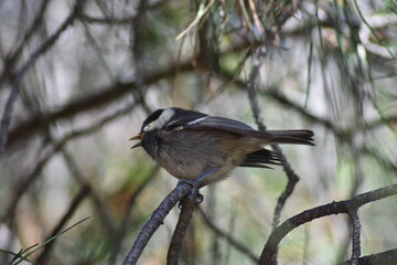 Coal tit bird (Periparus ater "Carbonero garrapinos") isolated