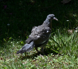 A squab in its first flight class