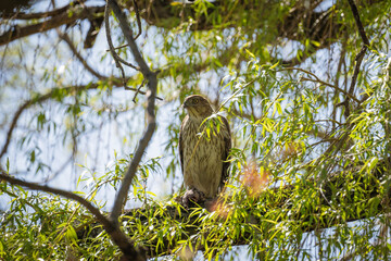 cooper's hawk