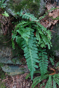 Vertical closeup on a two European fern species on a wall , Asplenium trichomanes and Polypodium vulgare