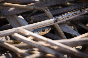 snake hidding