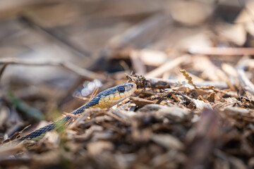 snake