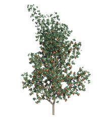 Albero con e senza foglie  i, verdi, gialle, rosse o, arancioni o multicolore  fondo trasparente e isolato	
