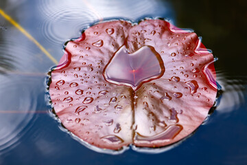 Heart shaped reflecting water drop on a leaf of a water lily (Nymphaeaceae) after rain floating on...
