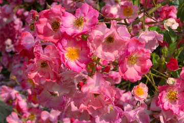 Flowering bush of ground cover rose of the Fair Play variety