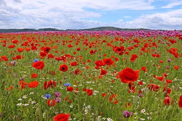 Schlafmohnblüte (Papaver somniferum) mit Klatschmohn (Papaver rhoeas) und Kamille (Matricaria chamomilla) in Germerode am Meißner.
