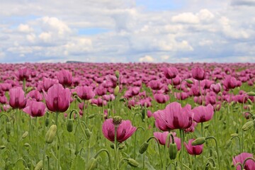 Fototapeta premium Schlafmohnblüte (Papaver somniferum) in Germerode am Meißner