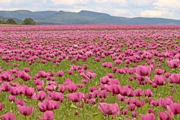 Schlafmohnblüte (Papaver somniferum) in Germerode am Meißner
