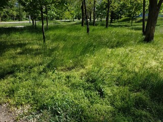 Obraz premium trees and grass in the park