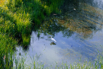 ecology problem concept stork bird wildlife animal in dirty water polluted pond beautiful nature...