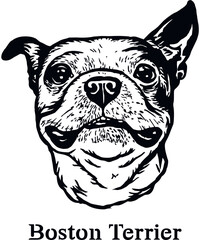 Boston Terrier - Funny Dog, Vector File, Cut Stencil for Tshirt