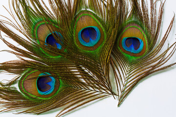 Fototapeta premium Close-up of peacock feathers,Peacock macro feathers. Blue green glowing surface nature texture exotic bird vibrant color. Beautiful decorative iridescent background close up photo