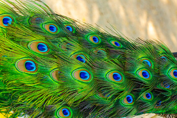 Obraz premium Close-up of peacock feathers,Peacock macro feathers. Blue green glowing surface nature texture exotic bird vibrant color. Beautiful decorative iridescent background close up photo