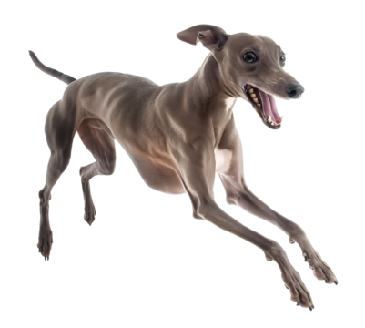 Cute happy greyhound in jumping floating pose