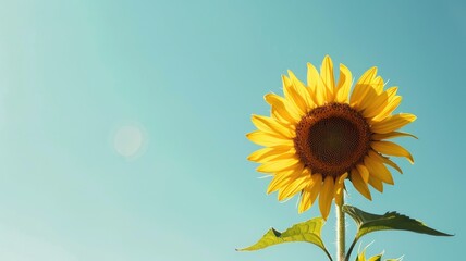 Obraz premium Bright sunflower against clear blue sky