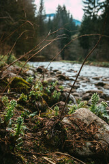small creek in the forest