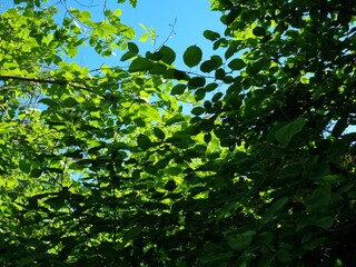 Green leaves in the sun