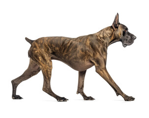 Great dane with brindle color in side view walking pose, isolated background