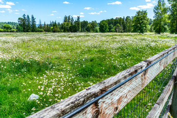 Fototapeta premium Valley Roadside Wildflowers 5
