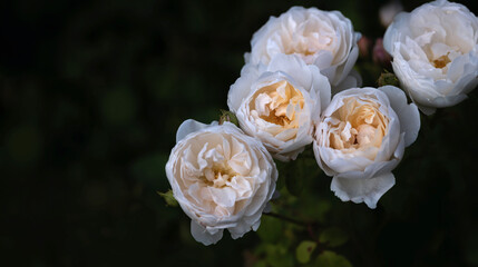 Blühende gefüllte Parkrosen in zartem gelb und weiß
