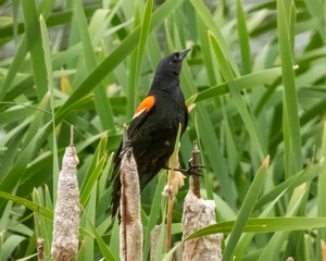 Red-winged blackbird looking straight up in cattails.