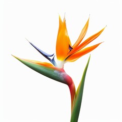 Bird of Paradise Tropical Flower Isolated, Strelitzia Bloom, Orange Exotic Bird Head Flower on White
