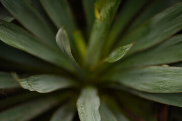 close up of plant