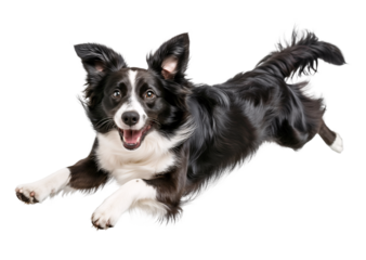 Border collie jumping floating in the air, active action pose on isolated background