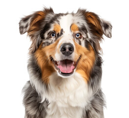 Australian Shepherd head portrait, happy smiling, isolated background