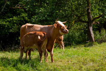 Calf Nursing from Cow in a Green Pasture