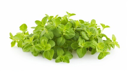 Obraz premium Fresh oregano isolated on a white background