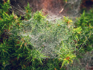 A spider web with water dew droplets is covering a bush. The web is very thin and delicate, and it is covering the entire bush. Beautiful rich green color of leaf. Nature scene after a rain.