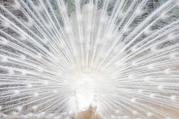 Obraz premium White Peacock performing courtship, mutation of The Indian peafowl (Pavo cristatus).