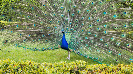Obraz premium Peacock performing courtship, The Indian peafowl (Pavo cristatus).