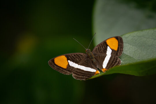 butterfly on leaf, wild insect tropical atlantic forest. Syma sister, Adelpha syma