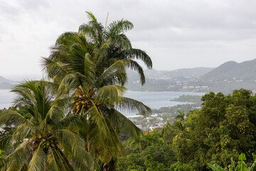 Coconut Trees in Saint Lucia, Caribbean Island Local Fruit