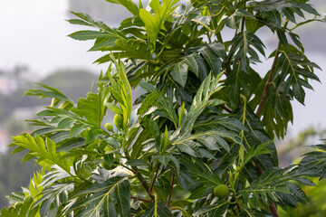 Tropical Plants in Saint Lucia, Summer Season