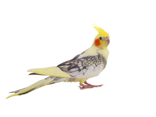 cockatiel  parrot isolated on a white background