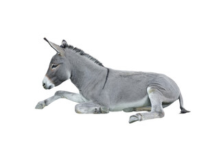 donkey house isolated on white background