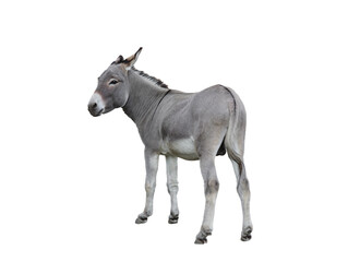 donkey house isolated on white background